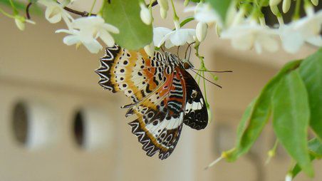 Schmetterling