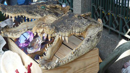 Krokodil-Köpfe und Glaskristalle
