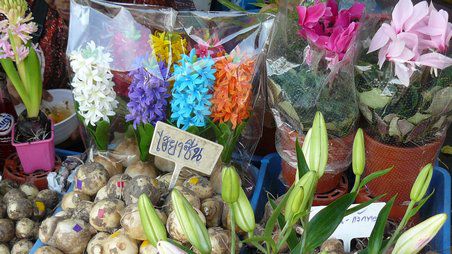 Blumen in allen Farben