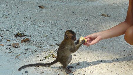 Äffchen am Monkey Beach