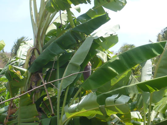 Die Frucht