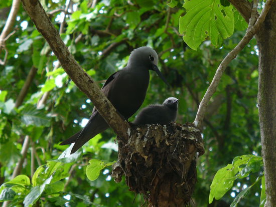 Brütende Vögel auf Cousin