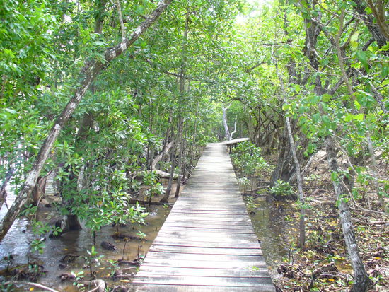 ...durch die Mangroven...