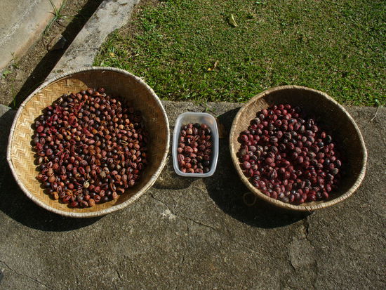 Muskatnüsse im Jardin Du Roi