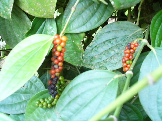 Schön da, wo der Pfeffer wächst!