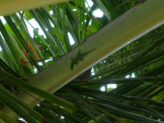 Grüner Besuch an der Anse Lazio