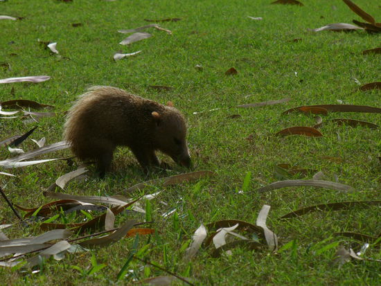 Tenrek - ist der nicht süß?