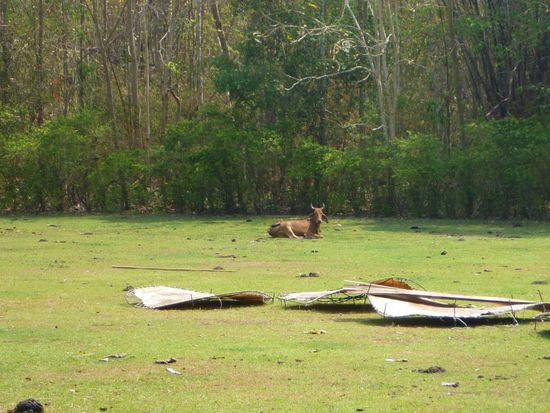 Da liegt ne Kuh auf dem Sportplatz...