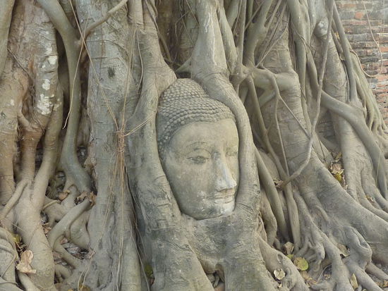 Der beruehmte eingewurzelte Kopf im Wat Mahatat