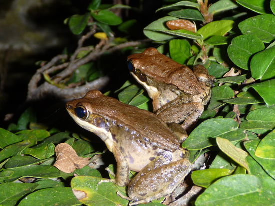 Hab die Frösche dann doch noch gefunden!