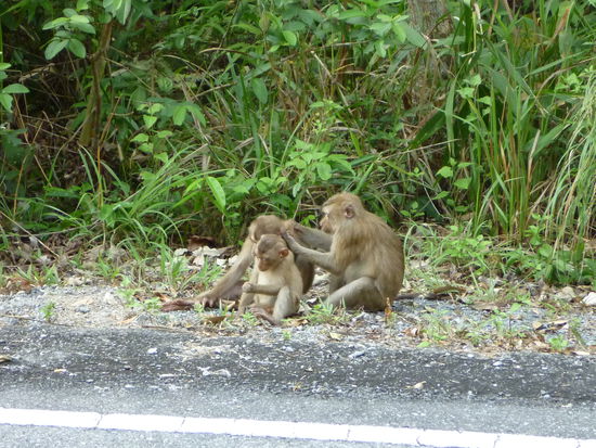 Fellpflege am Straßenrand