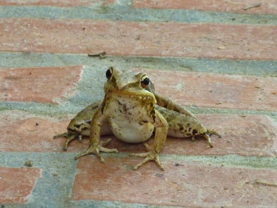 Froggy, unser Froschkoenig