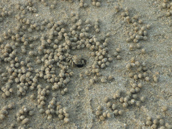 "Huch, was will die denn??"  ...der Krabbenkünstler.