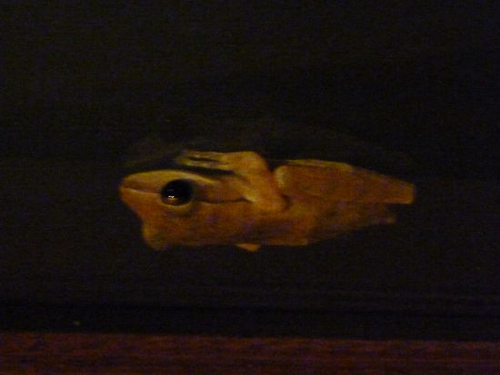 In meinem Zimmer gabs kleine süße Frösche.