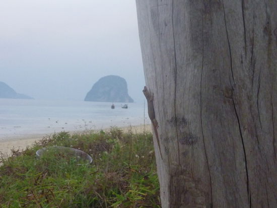 Am letzten Abend hab ich noch einen Baumgecko entdeckt.