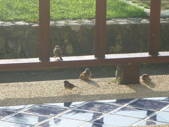Frühstücksbesuch