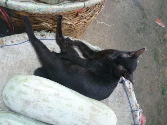 Im Angebot: schwarze Katze.