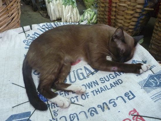 Oder braune Katze mit weißen Pfötchen.