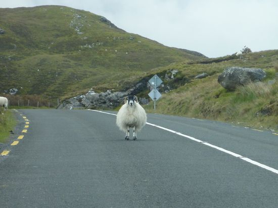 Nein! Bleibt doch in Donegal!