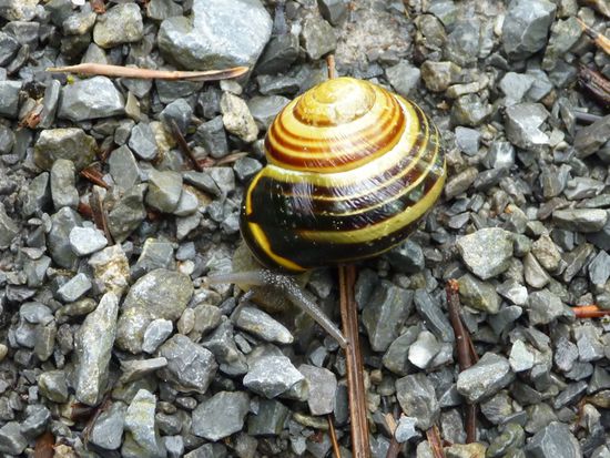...kam dann auch die Schnecke raus!