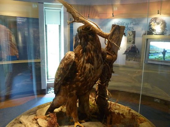 Golden Eagle...leider ausgestopft, aber es gibt hier auch noch lebendige!