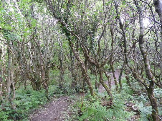 Ja, es gibt auch Bäume im Forest Park.
