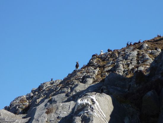 Ok, ich war nicht die erste auf dem Gipfel an diesem Morgen...die Ziegen waren früher da...