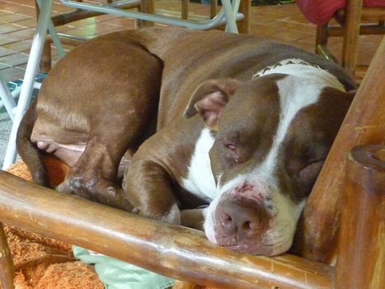Ganz lieber Hund!