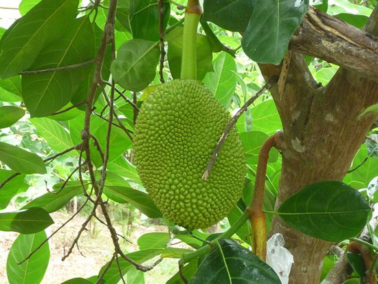 Jackfruit