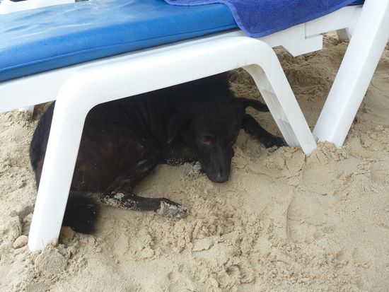 Am Strand liefen ganz süße Hunde herum. Der hat sich gleich mal unter meine Liege verzogen.