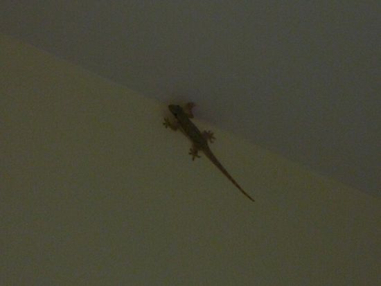 Der letzte Gecko des Urlaubs. Ich werde die Tierchen vermissen.