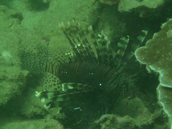 Lionfish. 
Die Fotos überzeugen diesmal nicht, aber ich bin froh, dass ich überhaupt noch welche retten konnte.