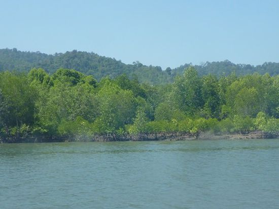 Mangroven bei Ko Lanta.