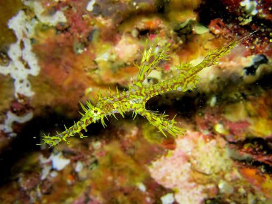 Ghostpipefish