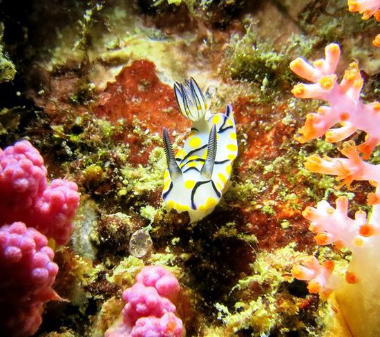 Nudibranch! Ich mag Nudibranches.