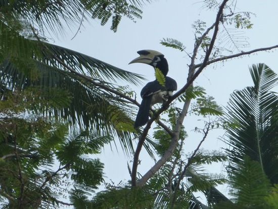 Hornbills sehe ich hier jeden Tag.