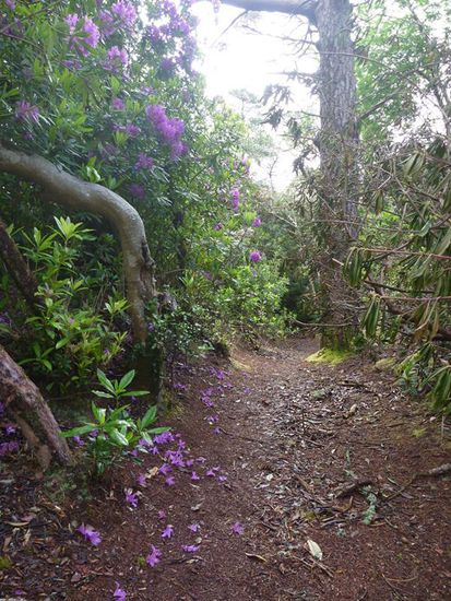 Blütenbestreute Wege.