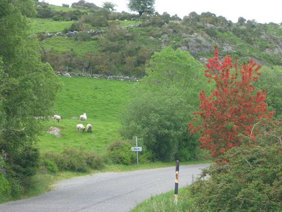 Auf dem Weg nach Bantry.