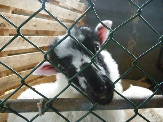 Ist das nicht niedlich? Ob ich das wohl adoptiert habe?