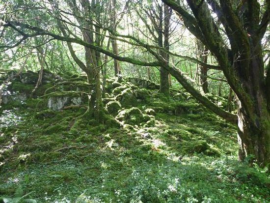 Achtung Kalauer: Ohne Moos nix los im Muckross Park.