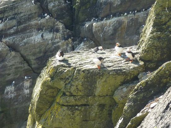 Die ersten Puffins!