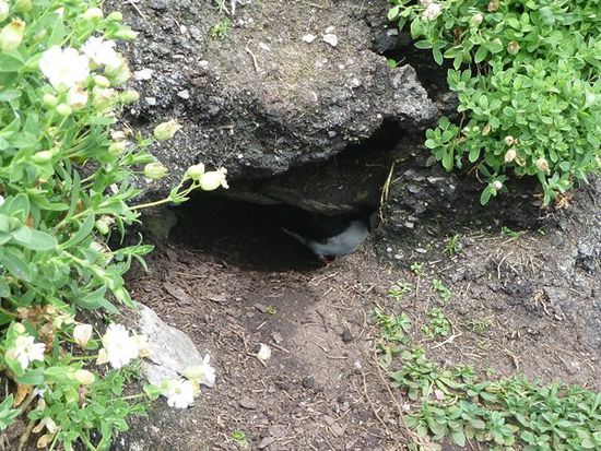 Höhle mit Puffin.