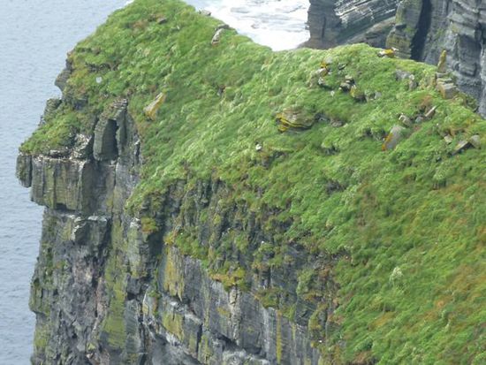 Hier sitzen die Puffins!