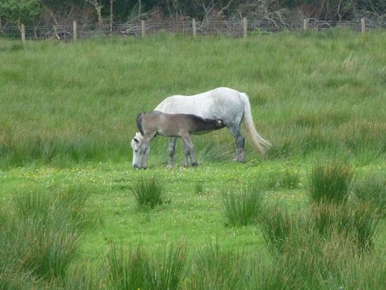Connemara Ponies.