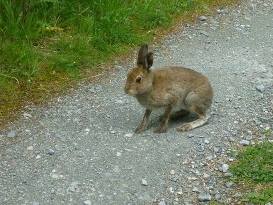 Ein kleiner Hase!