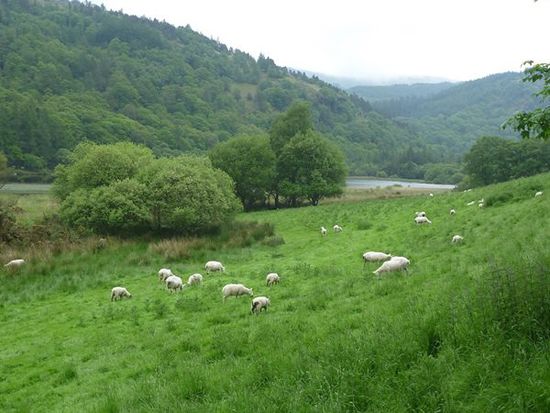 Auf dem Weg zum Upper Lake: Wie man sich Irland vorstellt.