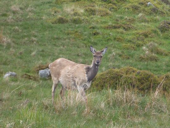 ... ein kleiner Hirsch kam neugierig auf mich zugelaufen und blieb erst 2 Meter vor mir stehen. Eine Weile sahen wir uns interessiert an. Ein magischer Moment.