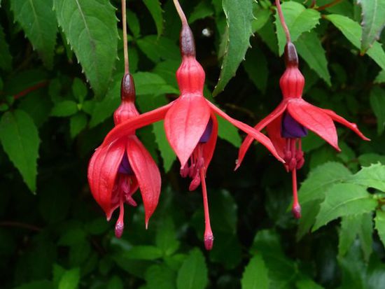 Die ersten Fuchsien auf dem Weg zum Steinkreis. Ach ja, die ersten Schafe auf der Straße gab es übrigens einen Tag vorher auf "The Vee"!