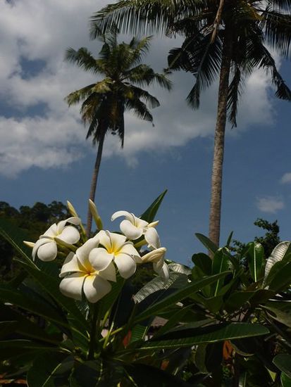 Das Tanya Beach Resort hat übrigens eine sehr schöne Gartenanlage. Mit Frangipani.