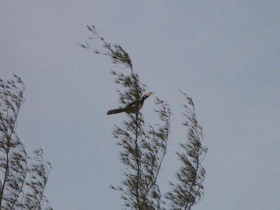 Hornbill-Fotos machen und Hornbill-Filme drehen.